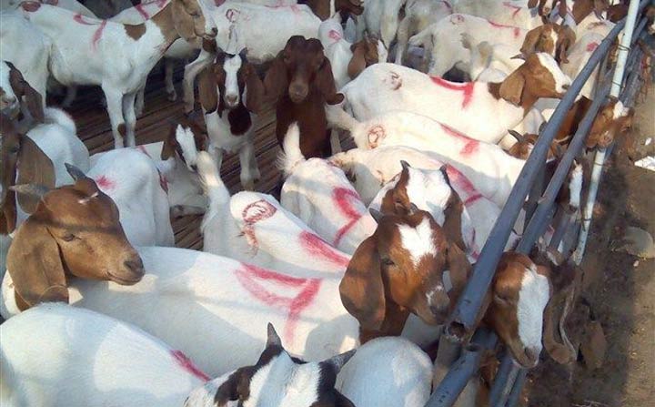 羊養(yǎng)殖.jpg 羊養(yǎng)殖.jpg