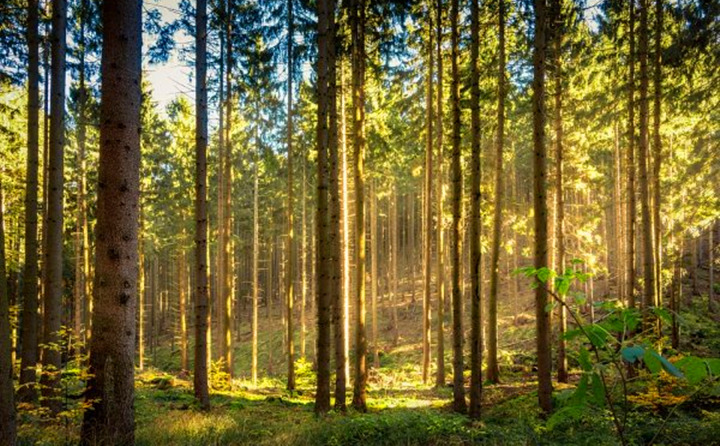 如果環(huán)境氣候破壞事件持續(xù)的增加，那么這些外部因素將導(dǎo)致對顆粒燃料的更高需求