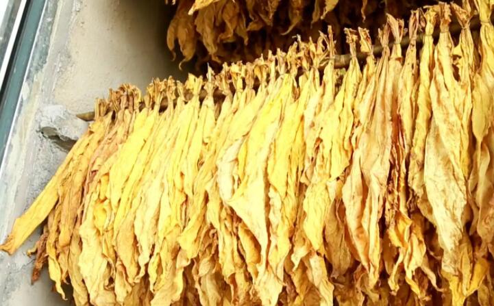 “烘烤出來(lái)的煙葉非常漂亮，色澤勻稱鮮亮，不像以前燃煤烘烤容易掛灰，鋸末顆粒機(jī)的顆粒燃料烤煙既環(huán)保又降低了勞動(dòng)強(qiáng)度?！痹谠摯鍦阉汉婵竟?chǎng)，種植戶張國(guó)輝忙著將一桿桿“黃金葉”從生物質(zhì)新能源烤房中取出，他對(duì)“綠色烘烤”贊不絕口。