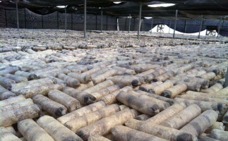 廢舊菌棒如何廢物利用？用鋸末顆粒機能增加收入