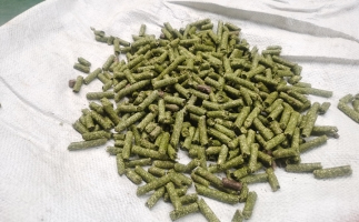 鋸末顆粒一噸能賺多少？顆粒機(jī)廠家給你算了一筆賬